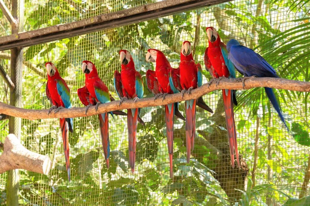 Papagalii Ara sunt pretențioși în ceea ce privește întreținerea. Mai presus de toate, au nevoie de mult spațiu și de un partener din aceeași specie.