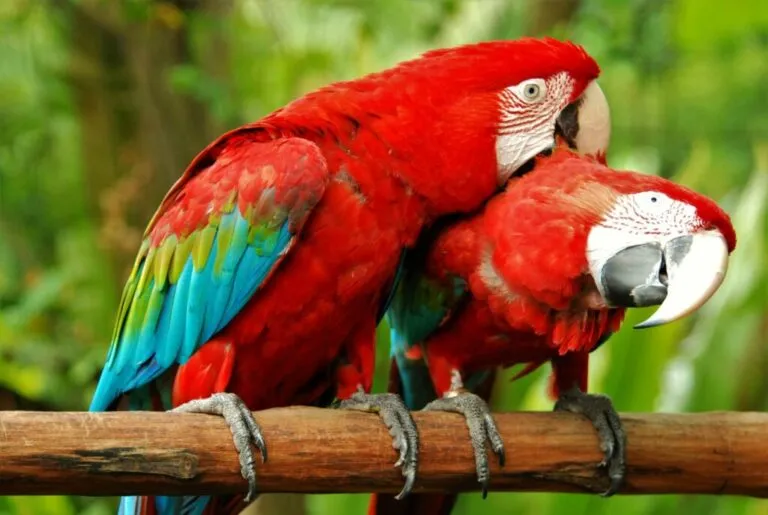 Doi papagali roșii pe o creangă. Papagalii Ara au nevoie de cel puțin un partener, mult spațiu și dragoste pentru a fi fericiți.