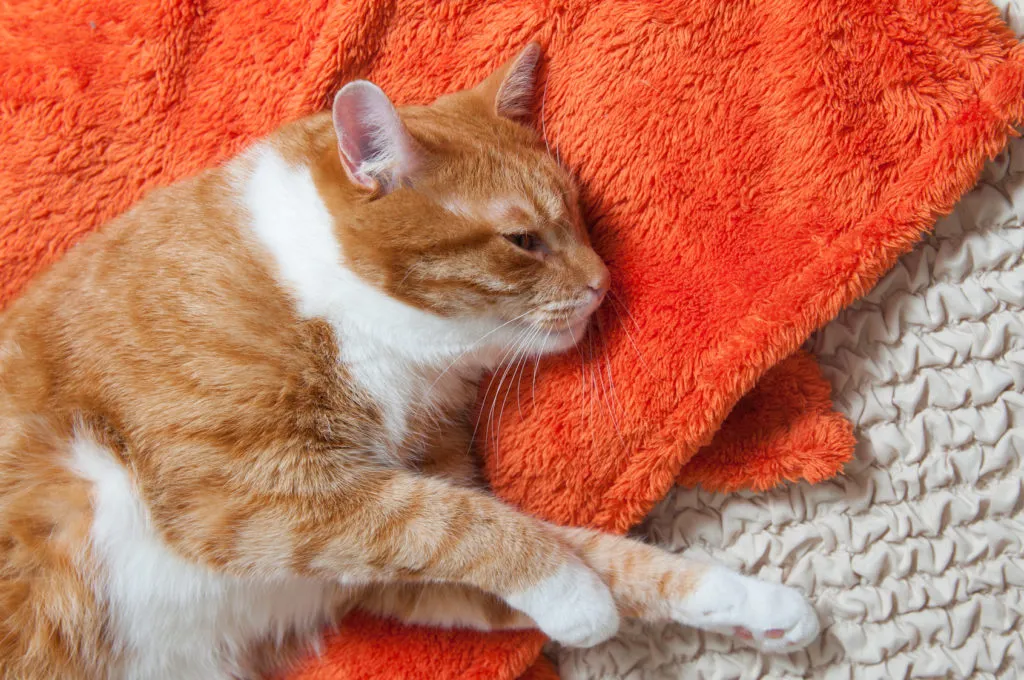 Pisică roscată cu pete albe care stă întinsă pe o păturică portocalie pufoasa