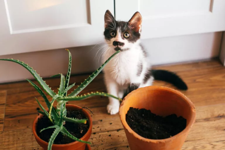 pisicuță cu ochi nevinovați stă lângă două ghivece, unul în care a săpat și o plantă de aloe vera. Pisica urinează în ghiveci