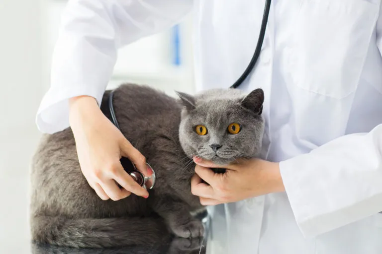 pisica british shorthair gri cu ochii galbeni, la veterinar, i se asculta burtica cu un stetoscop