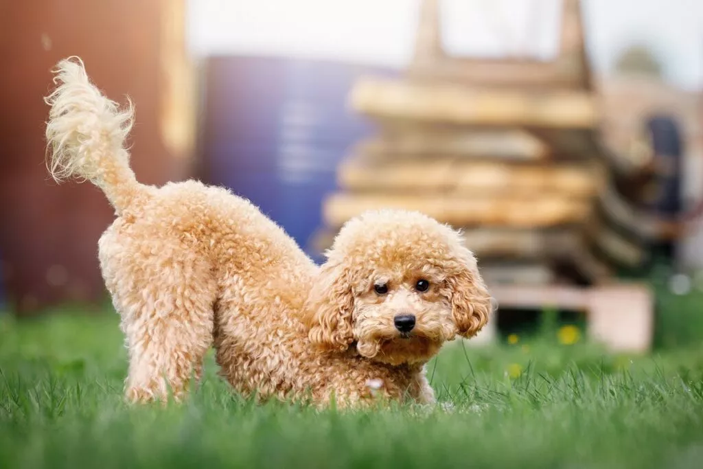 Datorită caracterului său blând și jucăuș și dorința de a învăța, Pudelul este un câine de familie foarte îndrăgit.