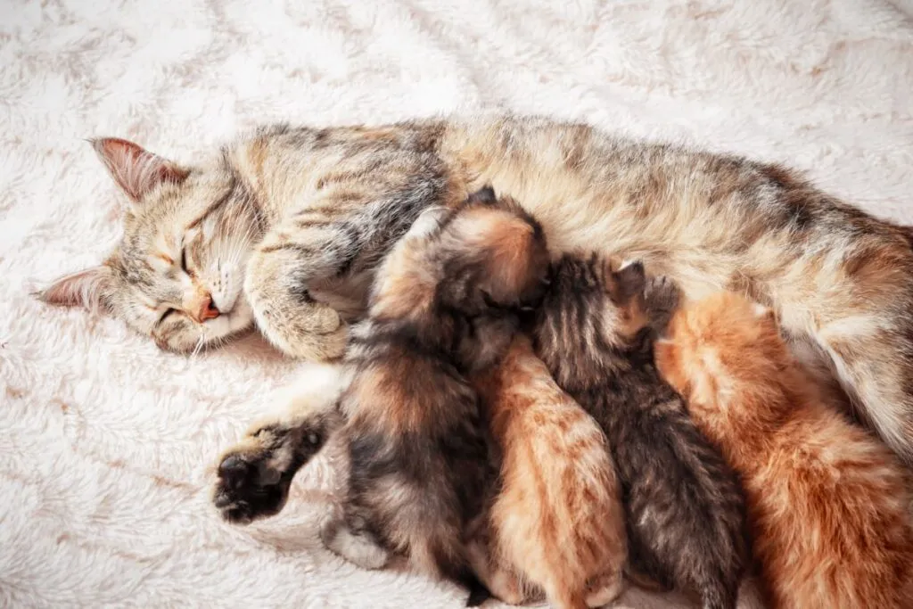 Pisică gri care stă întinsă în timp ce puii ei sug la sân. Patru pui de pisică doi roșcați și doi închiși la culoare