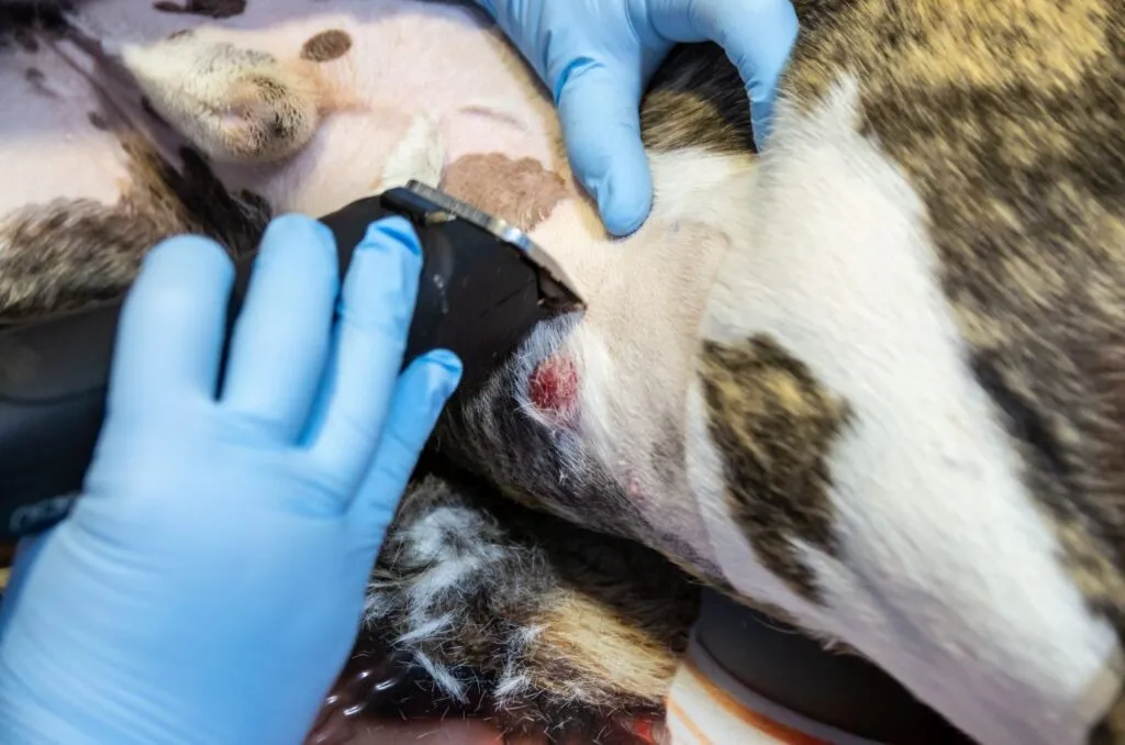 Abdomenul câinelui este ras cu un aparat de ras la veterinar. Burtica câinelui