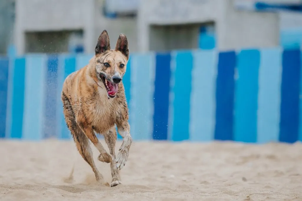 O fotografie în prim-plan a unui câine Carolina alergând pe plajă