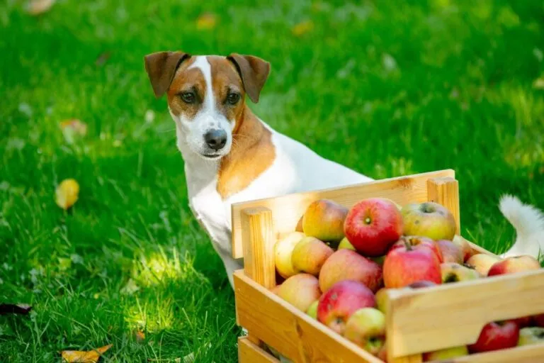 dog next to basket with apples on green grass in the garden