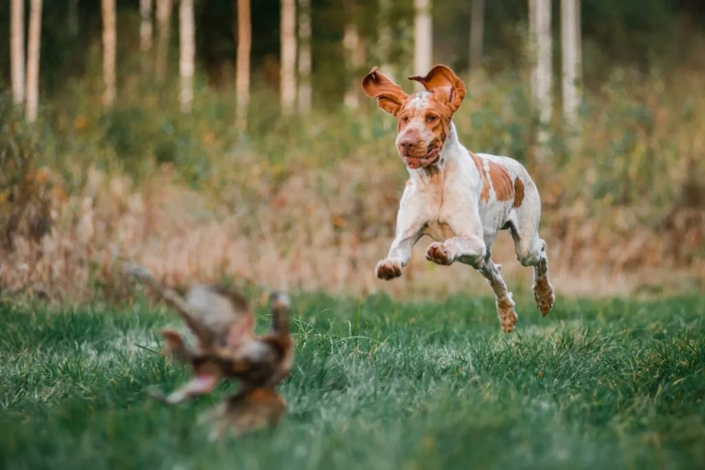 Câine Brac Italian care vânează păsări pe o pajiște. Câinele aleargă și este prin în aer cu urechile în sus