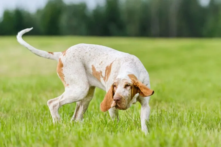 Câine de vânătoare Bracco Italiano care alergă pe câmp