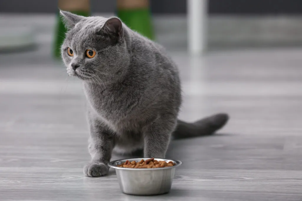 british shorthair gri si un bol cu mâncare uscata pentru pisici din inox
