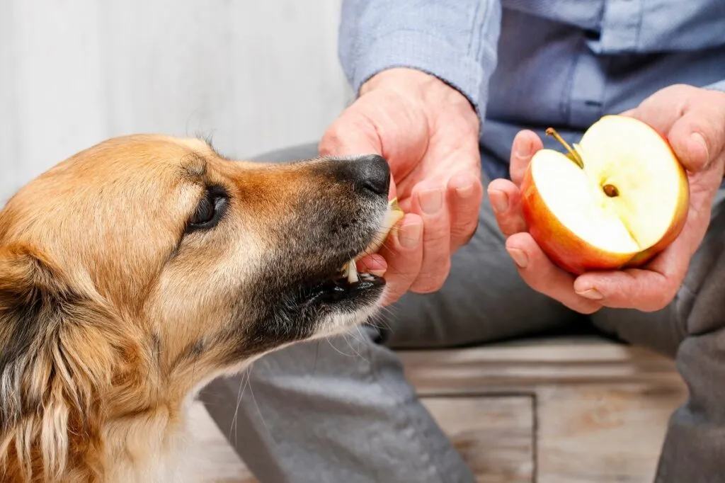 Prieteni pentru totdeauna: un bărbat își hrănește câinele cu o felie de măr