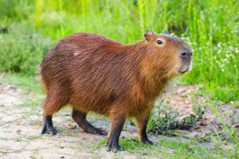 Capybara pe uscat. Animale de culoare maro cu picioare scurte inchise la culoare, capul pătrățos și ochi mici negri