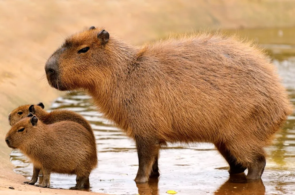 O capybara adult cu doi pui mici