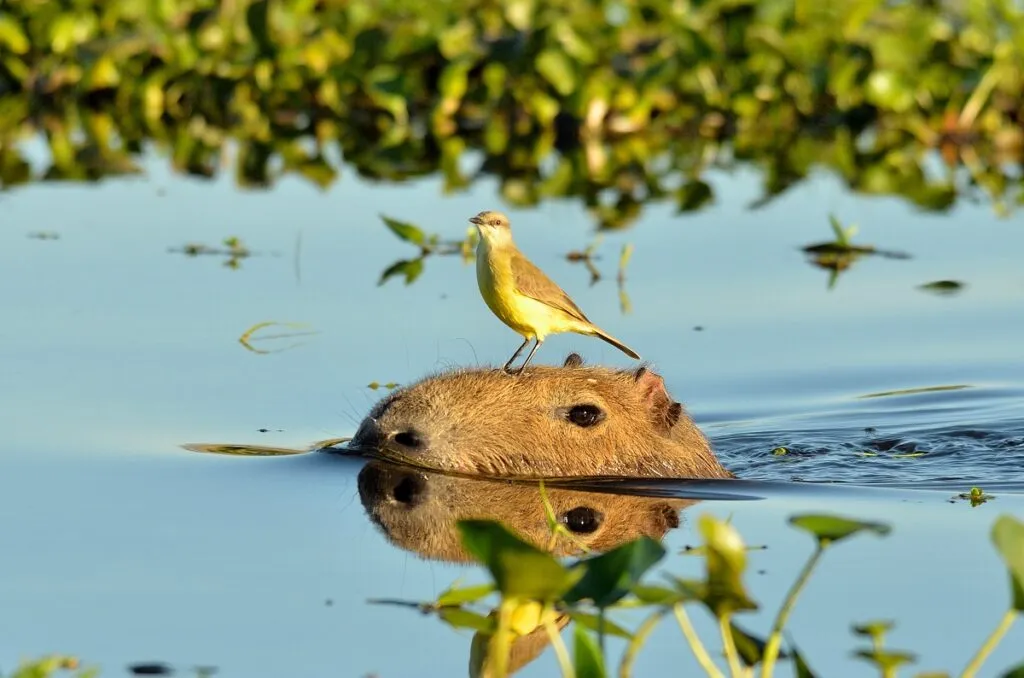 capybara scufundata pana la nas in apa cu o pasare galbenă pe cap