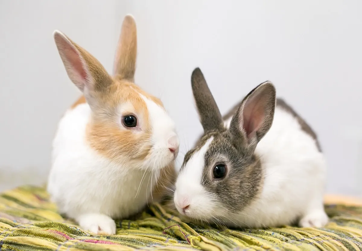 O pereche de iepuri olandezi domesticiți
