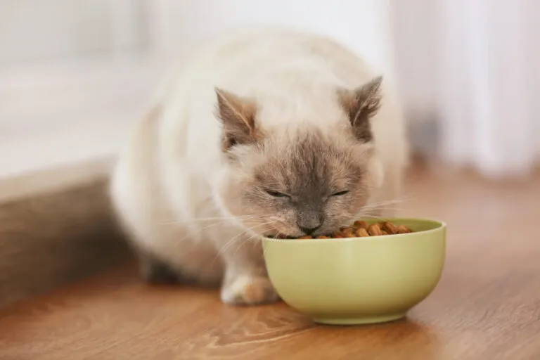 hrana-pisici-indoor
