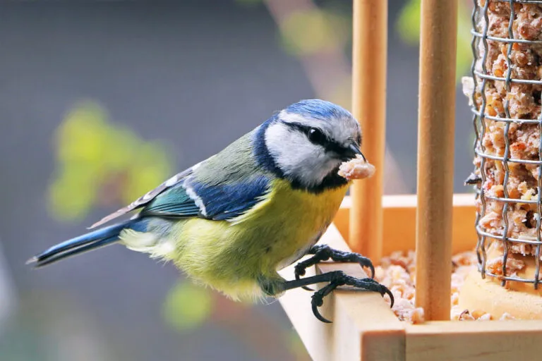 pițigoi albastru pe un hrănitor pentru păsări din lemn