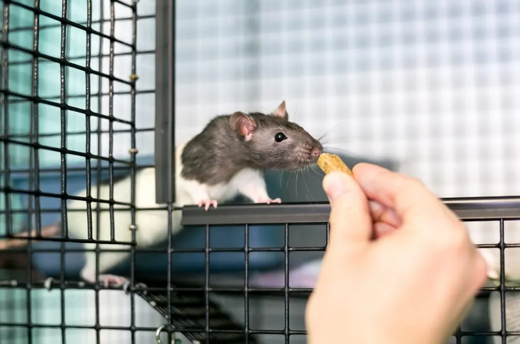 O persoană care hrănește un șobolan domestic de companie în cușca sa cu o recompensă