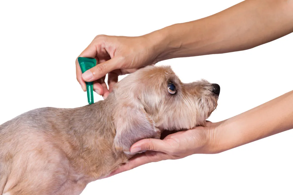 Câine căruia i se aplică picturi pentru a-l proteja de anaplasmoză și alte boli survenite din mușcătura de căpușă