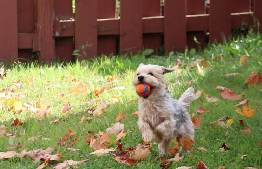 câine Frumos din rasa Morkie care se joacă cu mingea în grădină