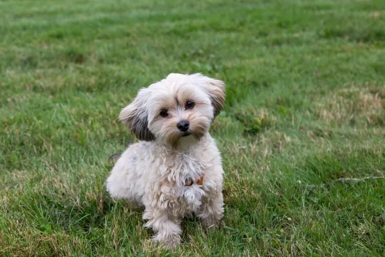 Femeie adorabilă crem și morkie maro care stă în peluză cu capul înclinat și cu expresie curioasă, așteptând instrucțiuni