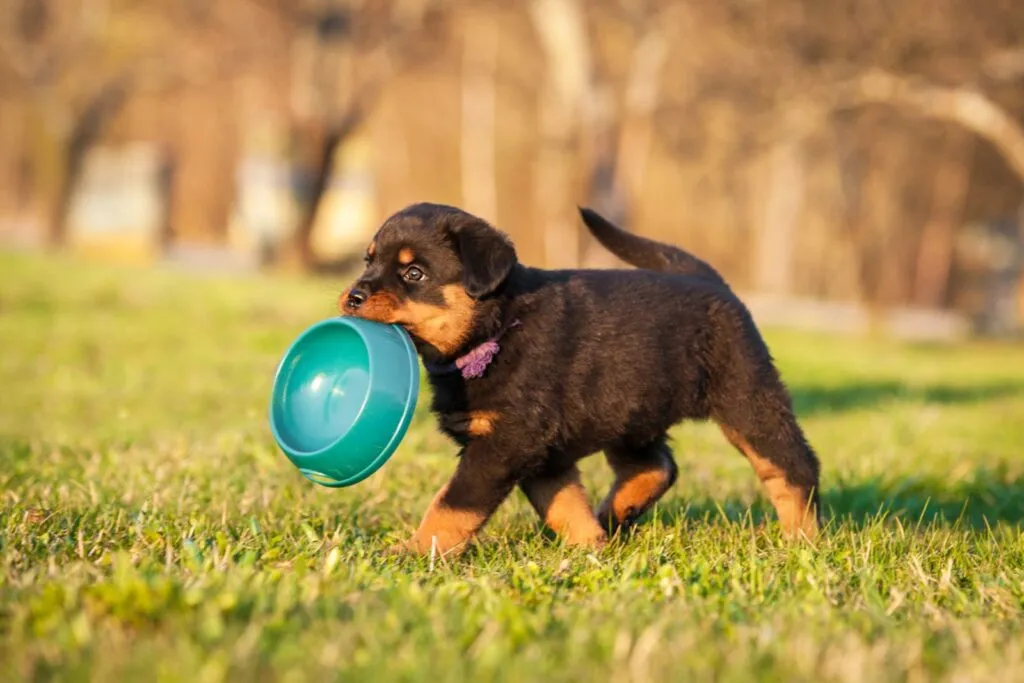 Cățeluș rottweiler ținând un castron în gură