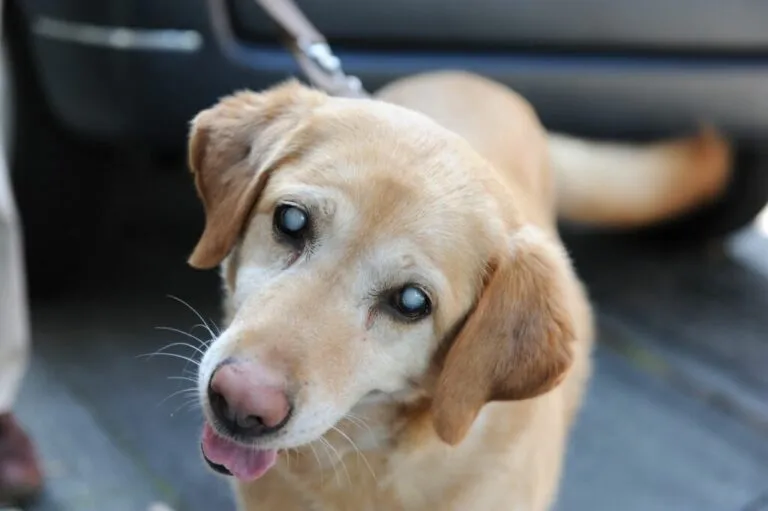 Un Golden Retriever bătrân cu ochii tulburi