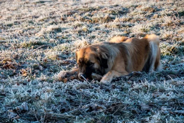 Un câine urs de Karelia are nevoie de mișcare indiferent de vreme. Blana sa îl protejează de intemperii.