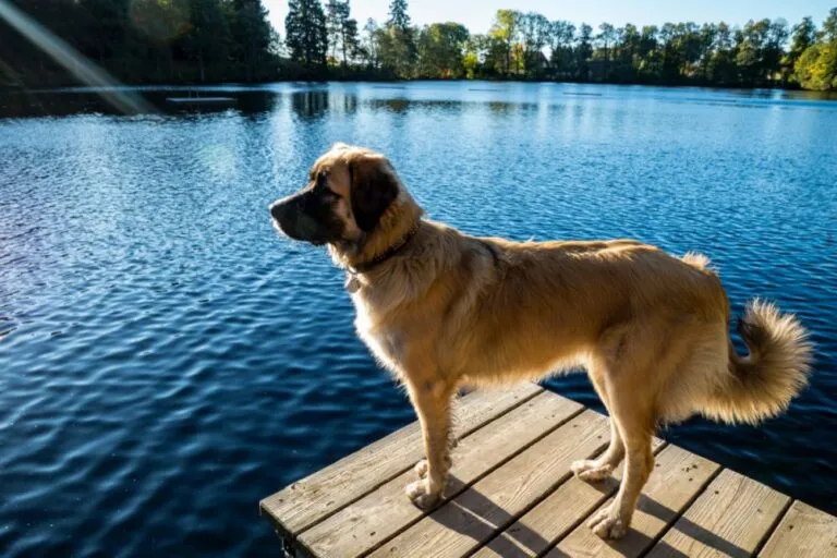 Câine urs de carelia se uită în zare pe un ponton la marginea unui lac.