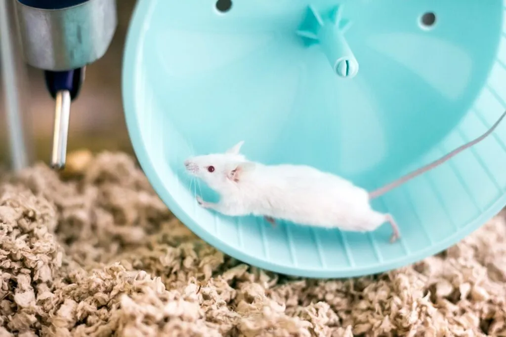 Un mic șoarece alb domesticit, cu ochi roșii, care rulează pe o roată de exerciții în cușcă