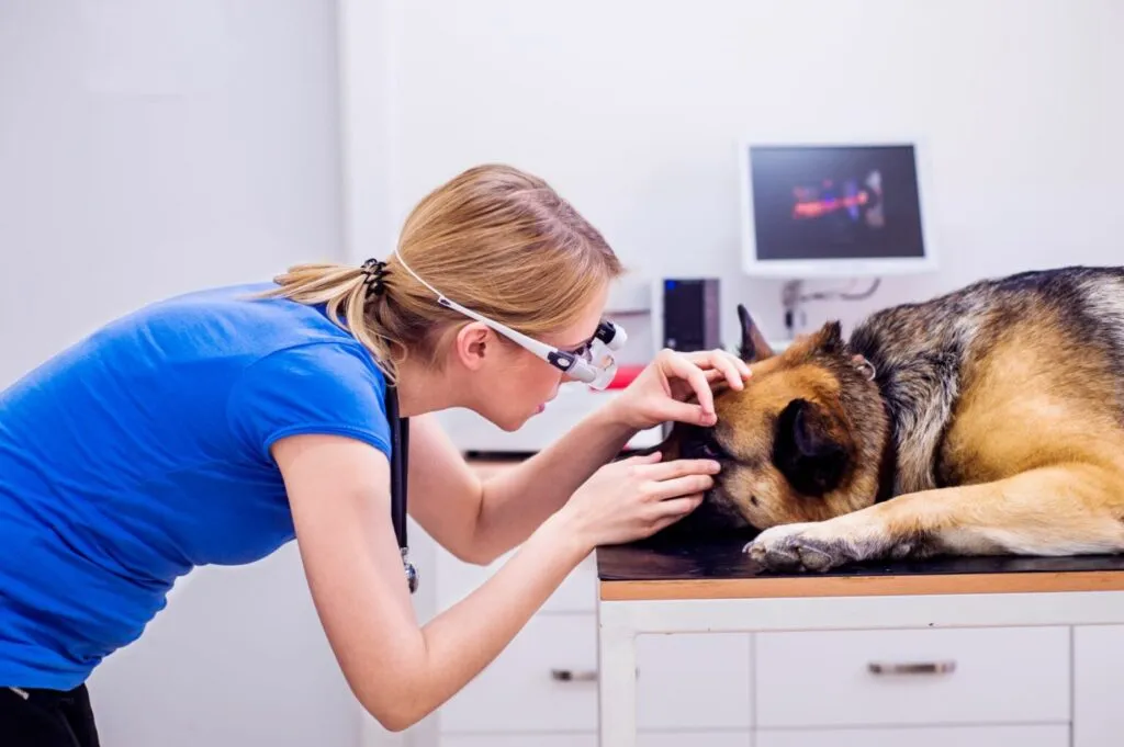 Câine lup la un control oftalmologic. Femeie blonda in tricou albastru verifică ochiul câinelui care stă pe masă