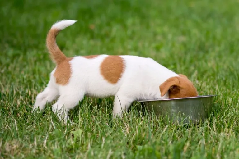 Hrănirea câinelui pentru animale de companie - banner web al unui cățeluș jack russell terrier înfometat care mănâncă în iarbă