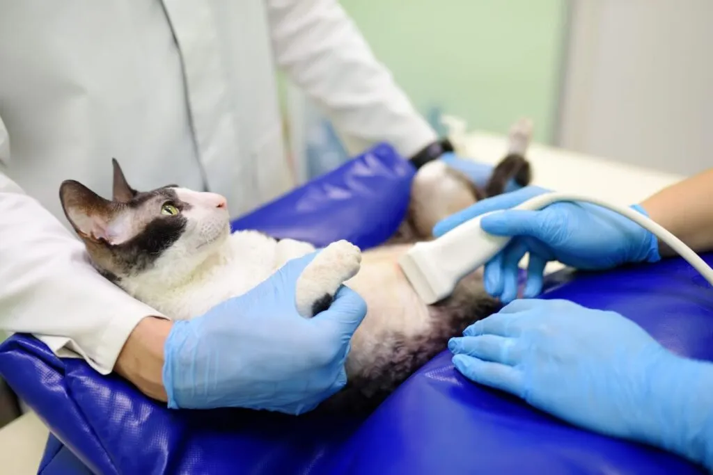 Pisica care face ecografie in clinica veterinara. Sănătatea animalului de companie. Animal de îngrijire. Controlul animalelor de companie, teste și vaccinare.