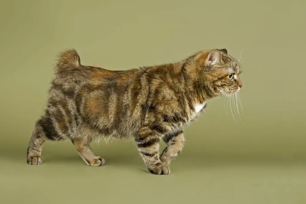 Pisică manx tărcată. Pisica este în poziție laterală cu una dintre lăbuțe ușor ridicată nu are coadă urechile sunt scurte iar fotografia este una de studio pe fundal verde