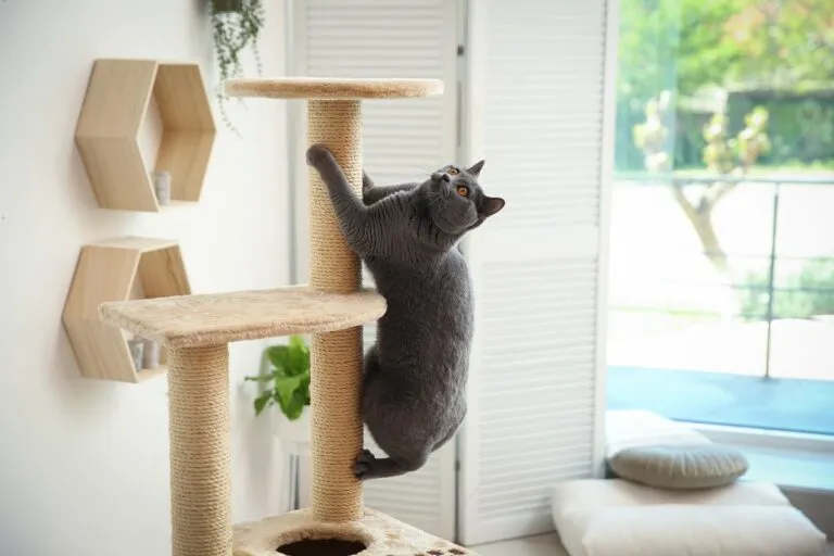 Pisică gri urcată pe un stâlp de zgâriat din sisal