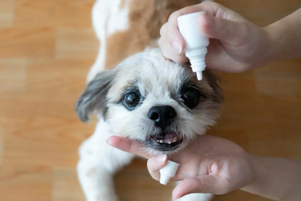 Câine gri de talie mică căruia i se pun picături împotriva glaucomului.