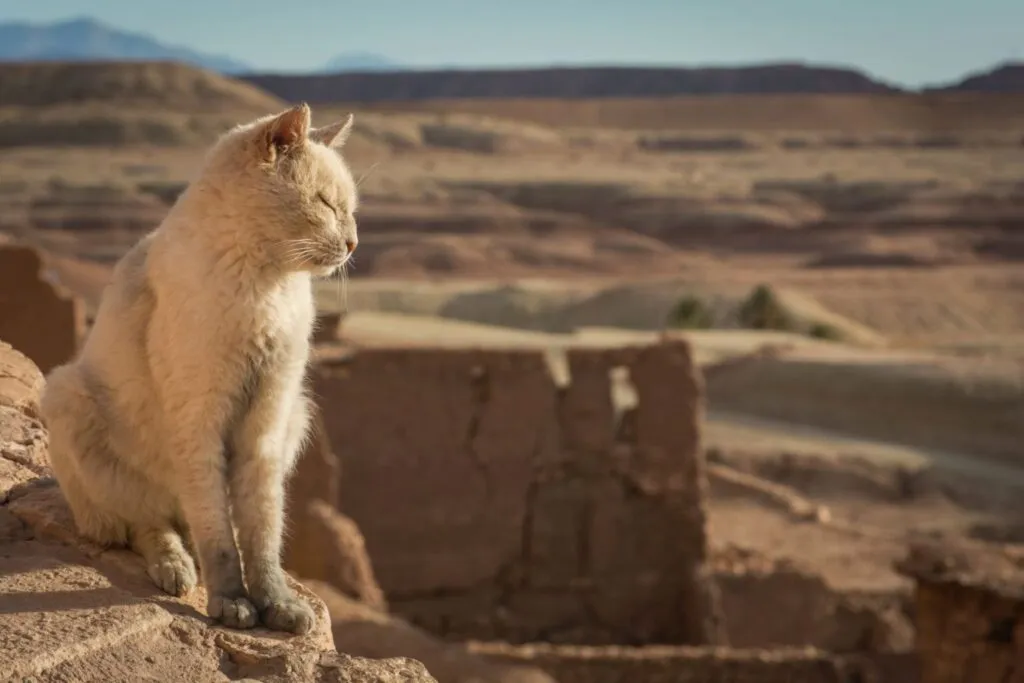 Pisica albă în deșert din Maroc