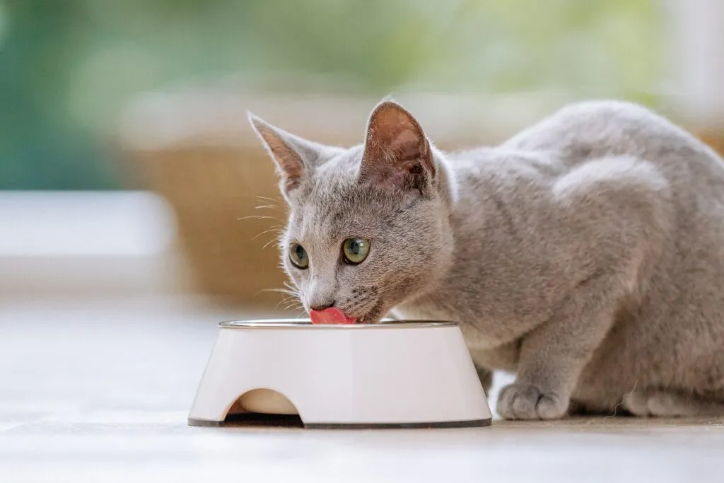 Pisica albastră rusească în apartament, pisica domestică mănâncă mâncare din furaje