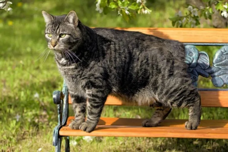 pisică tărcată din rasa manx care stă pe o bancă în parc Pisica este mare și are burta lăsată
