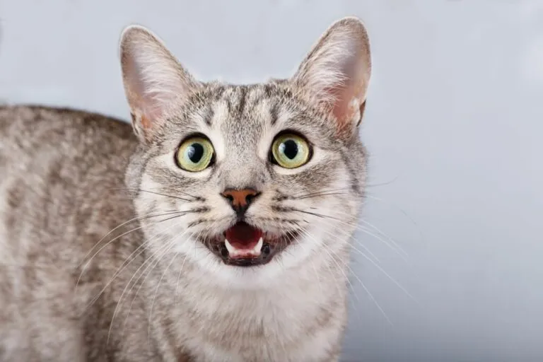 Pisică gri cu gura deschisă, i se văd dinții de jos. Se uită în sus spre cineva. Fundal gri, fotografie de studio
