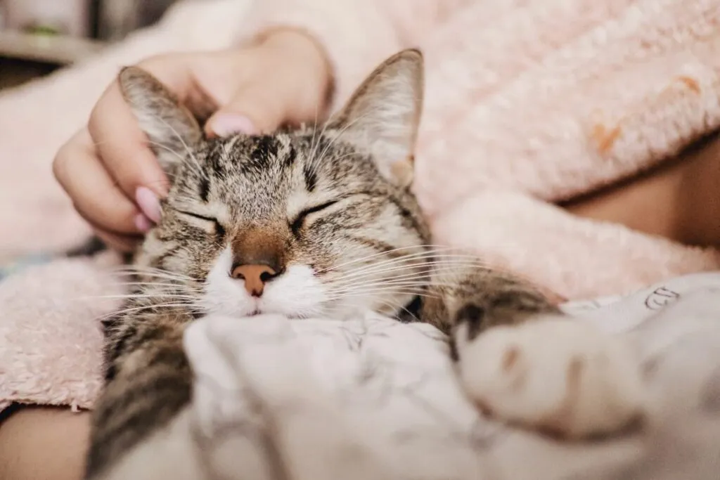 Pisică care stă cu ochii închiși în brațele stăpânei pe o pătură pufoasă, este mângâiată în cap