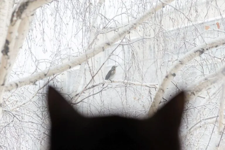 Siluetă a unei pisici negre care urmărește o pasăre de la fereastră. Copaci plini de zapada