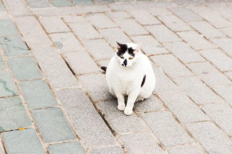 Pisică obeză albă cu pete negre pe nas și cap, stă pe piatra cubică și se uită în gol