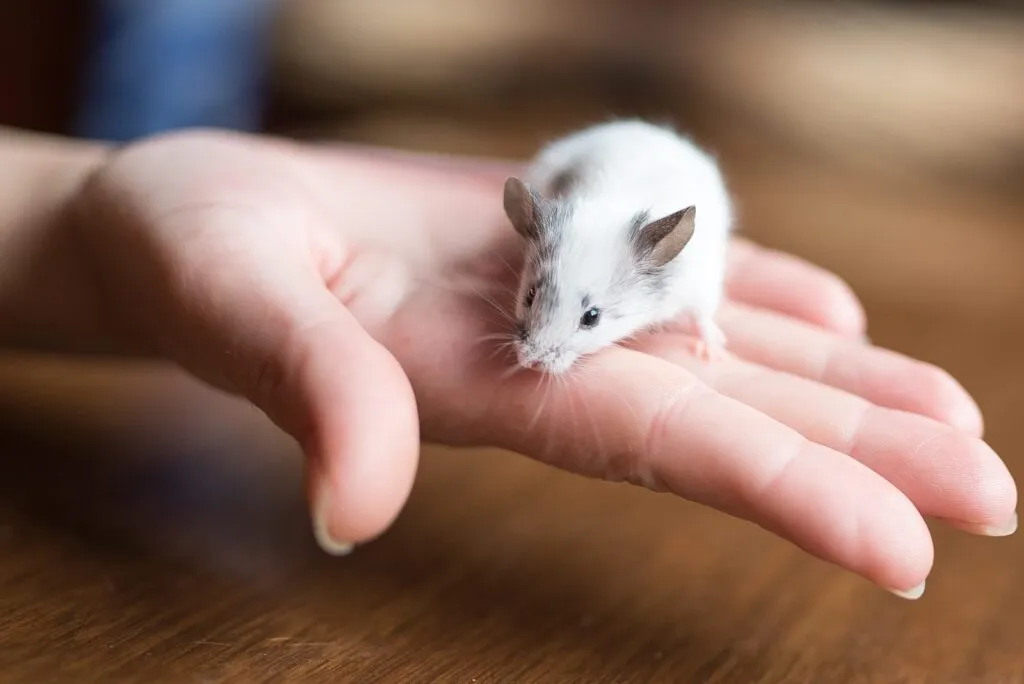 Șoarece alb tip cobai in palma cuiva