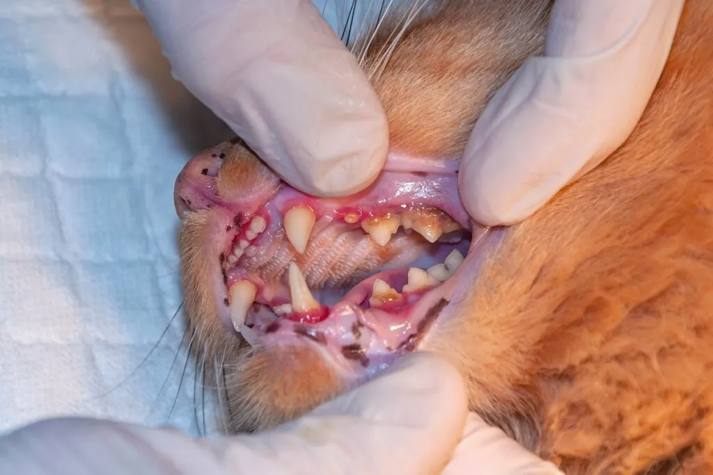 Medic veterinar profesionist care examinează dinții pisicii în clinică.