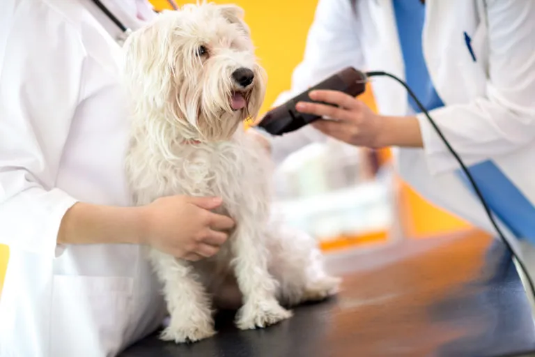 Câine alb bichon care este tuns cu mașina de tuns la cabinetul veterinar
