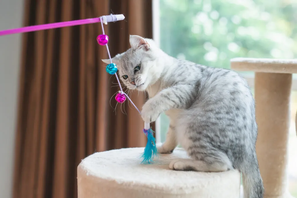 Pisoi gri care se joacă cu o undiță cu pene, stă pe un turn pentru pisici