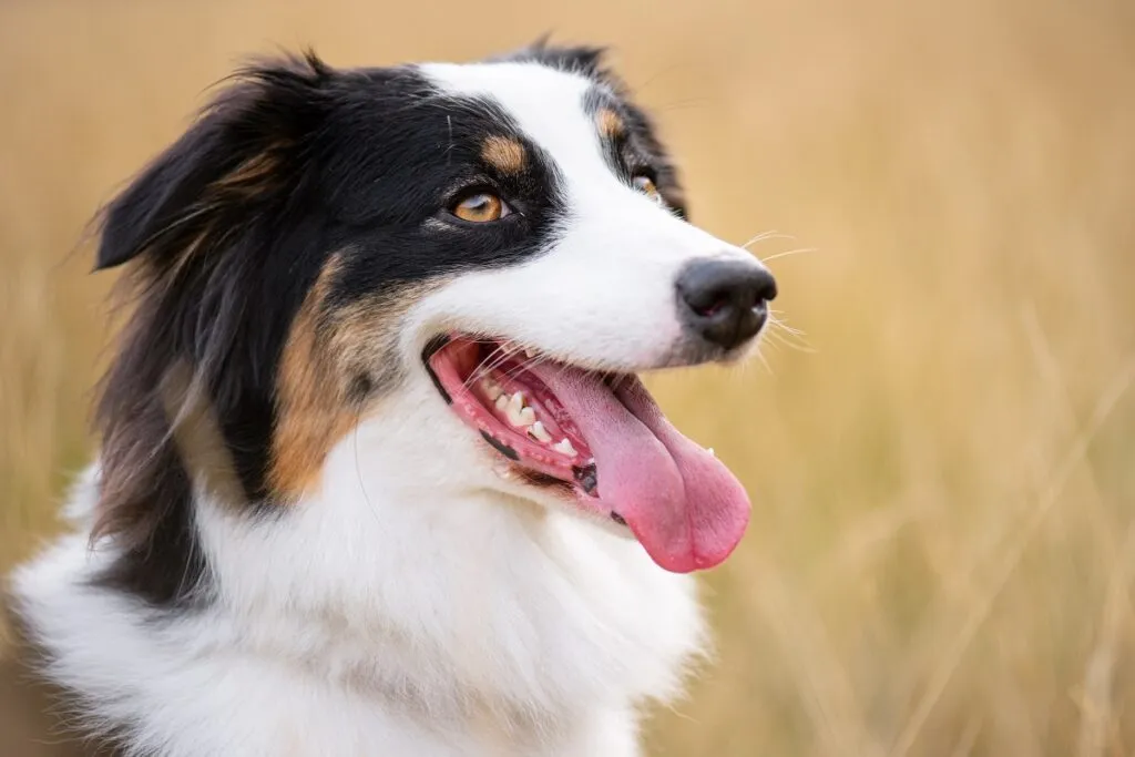 Portret de câine ciobănesc australian în lunca de toamnă. Fericit câine australian adorabil așezat pe câmpul de iarbă. Câine de rasă adult frumos în aer liber în natură.