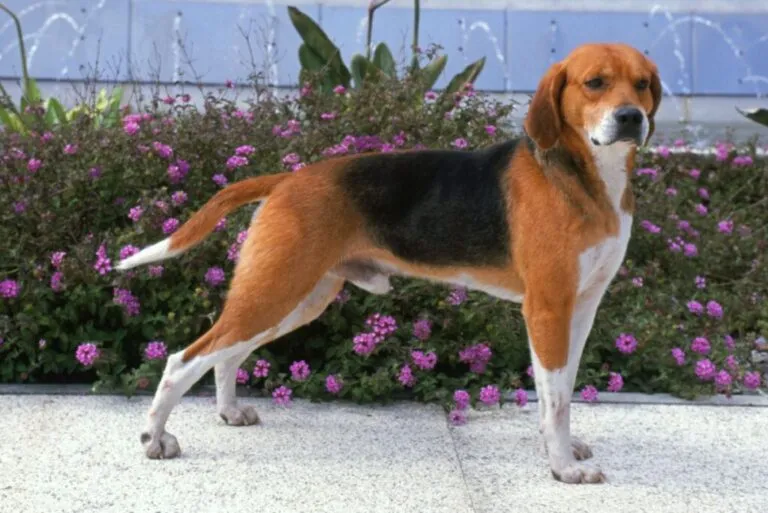 Câine din rasa Beagle Harrier poză laterală în grădină în fața unei tufe cu flori