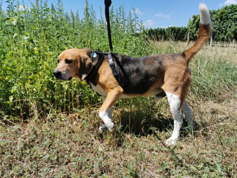 Câine Beagle harrier in lesă la plimbare