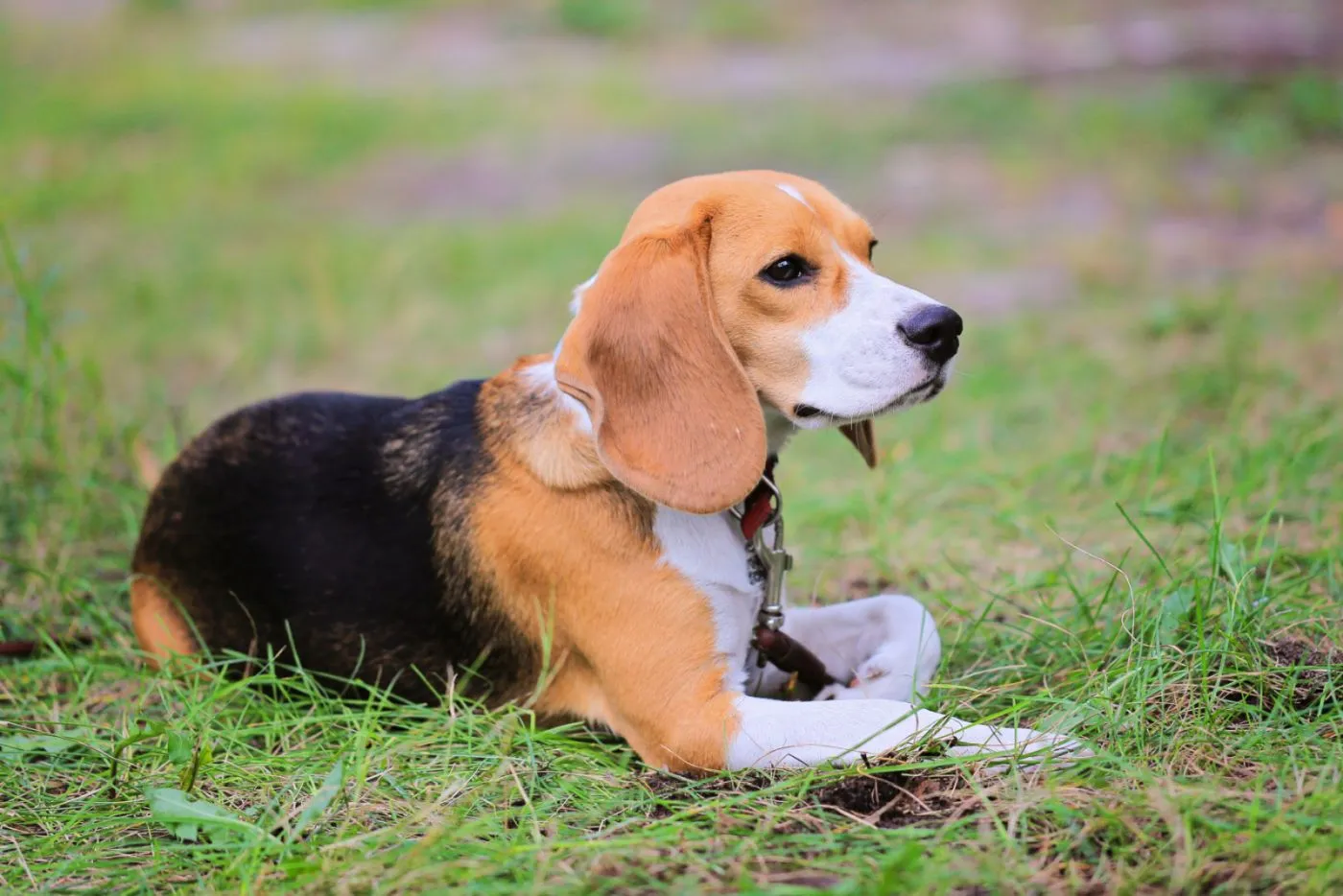 Câine Beagle Harrier care stă pe iarbă, poză de aproape